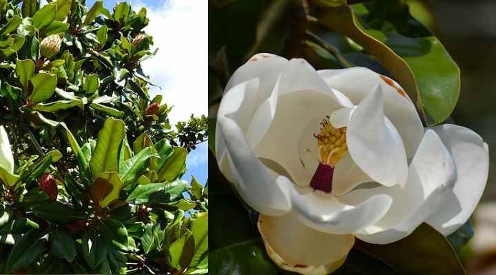 Southern Magnolia (Magnolia grandiflora)