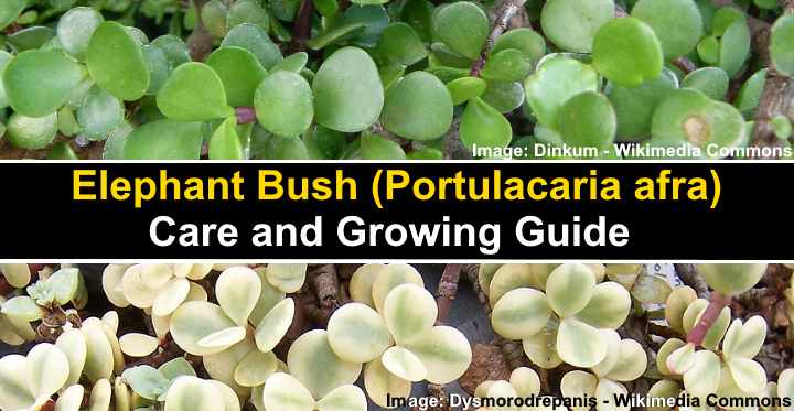 12 Tips On How To Water Portulacaria Afra (Elephant Bush) 