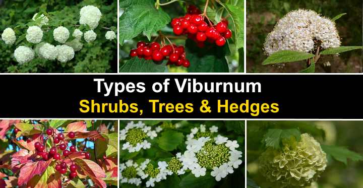 Image of Viburnum colorful bushes