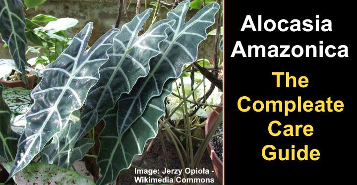 Alocasia Amazonica: Caring for Elephant Ear Plant (African Mask)