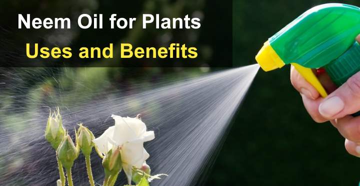 NEEM OIL In GARDEN Benefits And How To Use Neem Oil For, 47% OFF