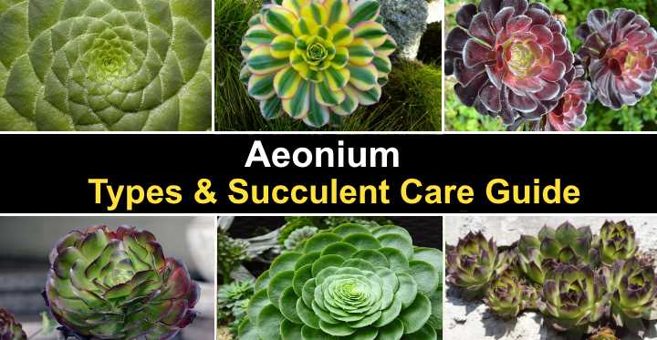 aeonium-types-succulent-care-guide-with-pictures