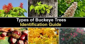 Types of Buckeye Trees with Their Flowers and Leaves (Pictures)