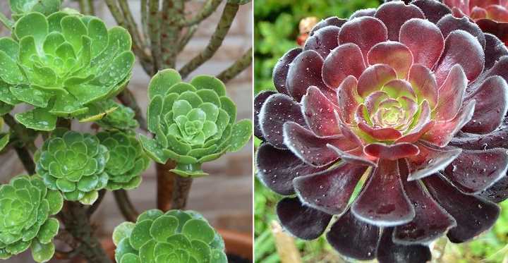 Aeonium Arboreum Flower