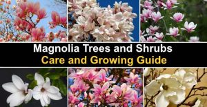 Magnolia Trees And Shrubs: Care And Growing Guide (pictures)