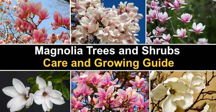 are magnolia trees safe for dogs