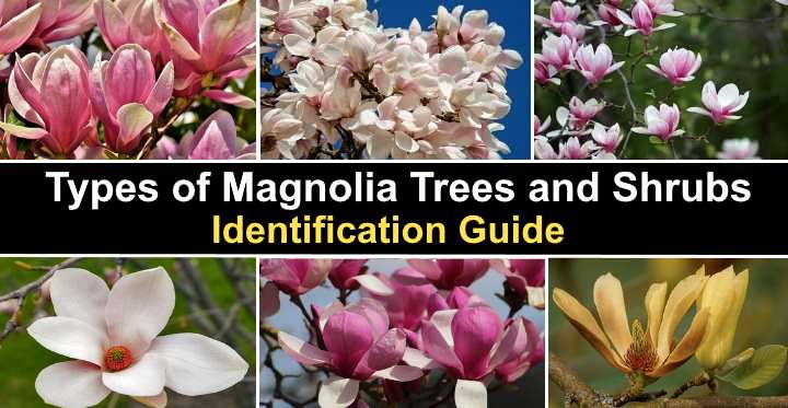 Magnolia Trees And Shrubs With Their Flowers And Leaves Pictures