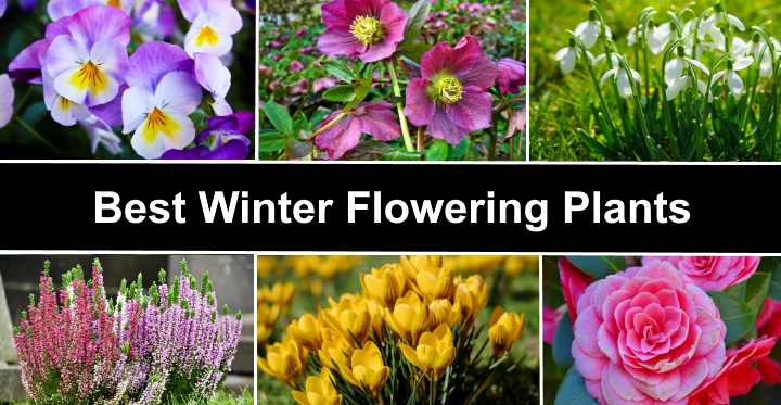Planting a winter flower garden