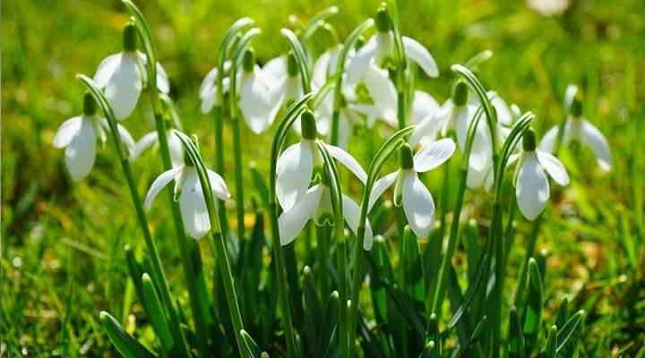 Snowdrops (Galanthus nivalis) 