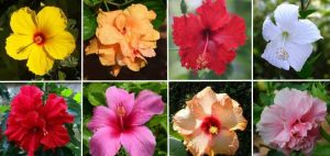 Hibiscus: The Complete Care and Growing Guide (With Pictures)