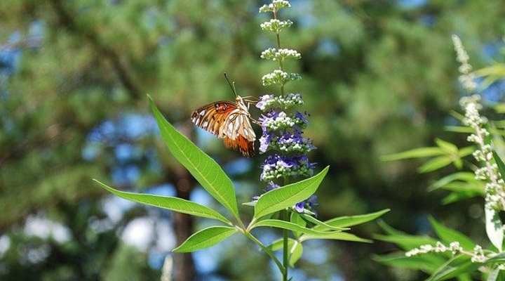 vitex leaves
