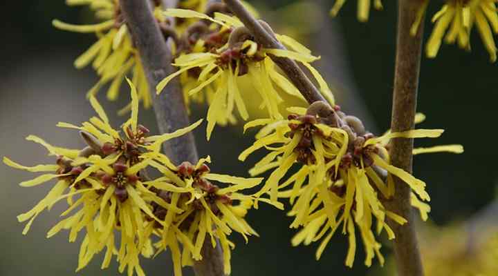 Witch Hazel (Hamamelis) 