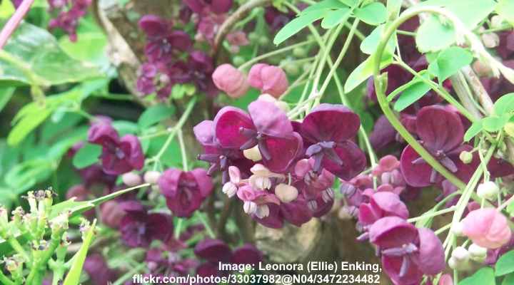 purple flowering vines