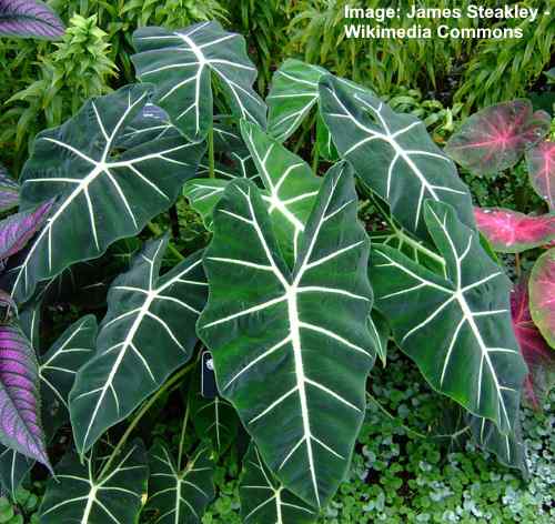 Alocasia micholitziana 'Frydek'