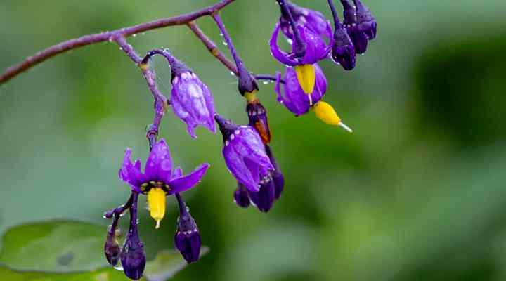 purple flowering vines