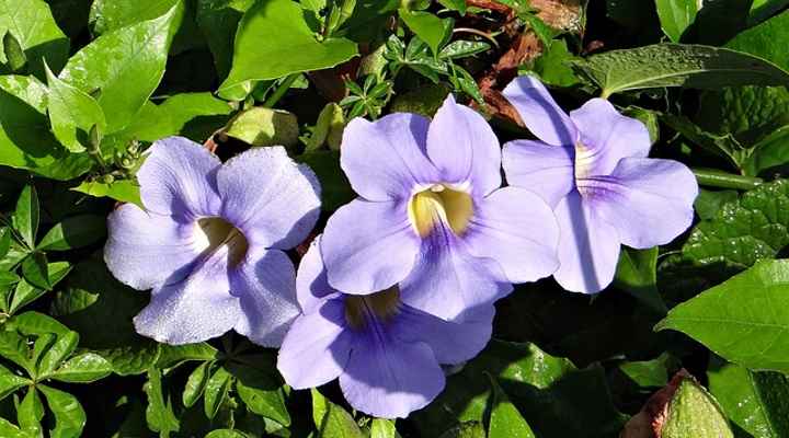 purple flowering vines