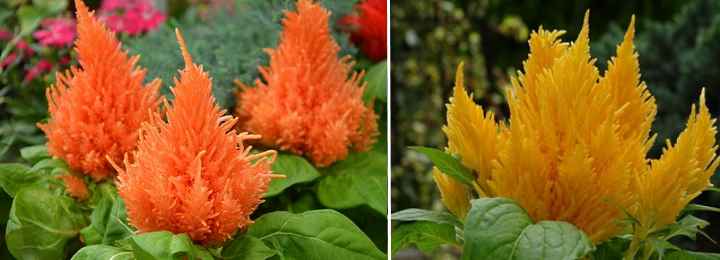 Celosia Flower: Cockscomb Flower Care (Celosia Plant Growing Guide)