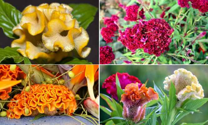 Celosia Flower: Cockscomb Flower Care (Celosia Plant Growing Guide)