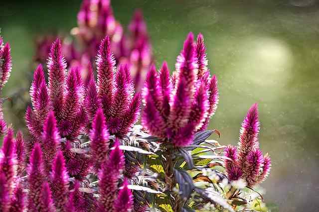 Celosia Flower: Cockscomb Flower Care (Celosia Plant Growing Guide)