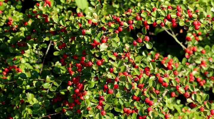 Cotoneaster 