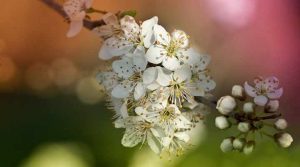 Types of Ornamental Flowering Pear Trees - Fruitless Pear Trees (Pictures)