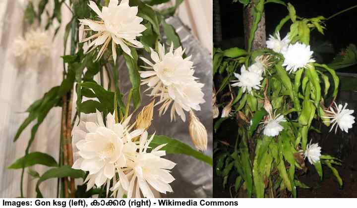 N.1 Epiphyllum Oxypetalum Piantina cm 12