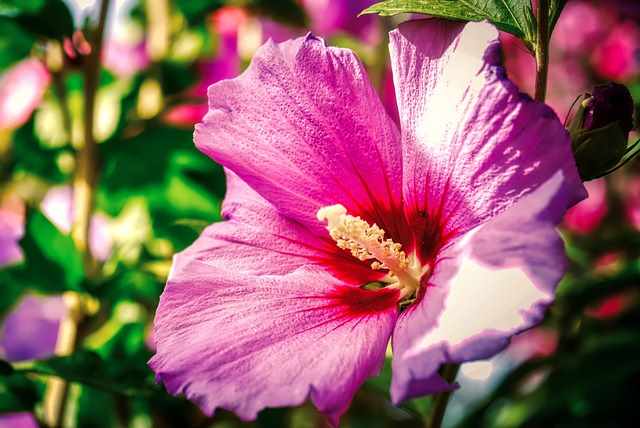 Types Of Hibiscus With Their Flowers And Leaves Pictures Identification 1110