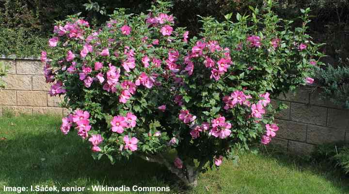 Hibiscus syriacus