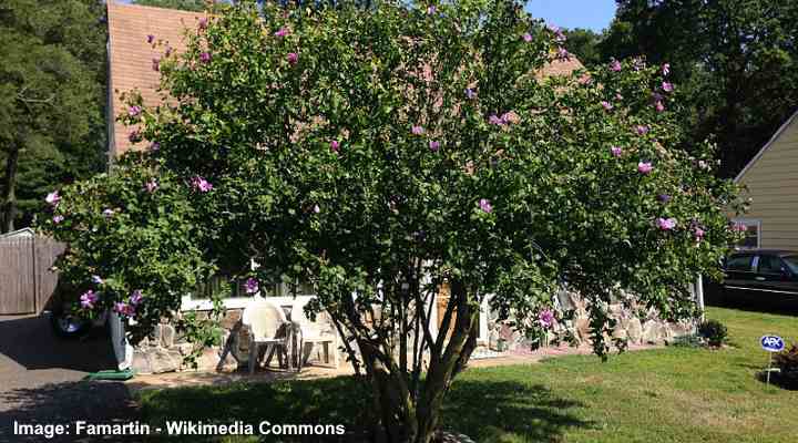 Hibiscus Tree Care And Growing Guide Including Braided Hibiscus