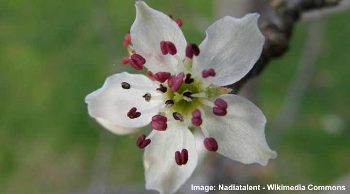 Snow Pear (Pyrus nivalis)