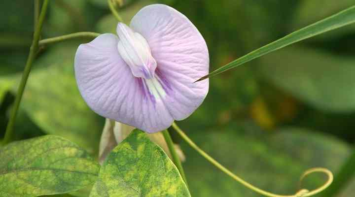 Types of Purple Flowering Vines: Climbing Vines With Their Picture and Name