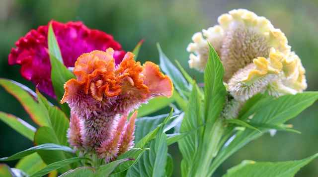 Celosia Flower: Cockscomb Flower Care (Celosia Plant Growing Guide)