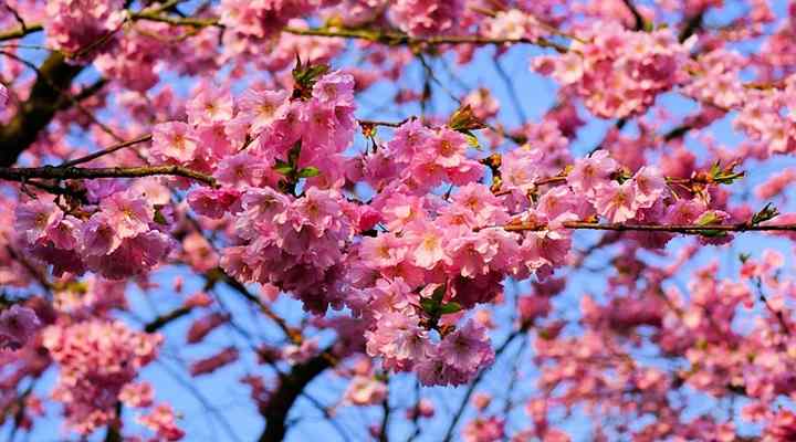 Sakura - where, when, and how to enjoy Japanese cherry blossoms | GO TOKYO