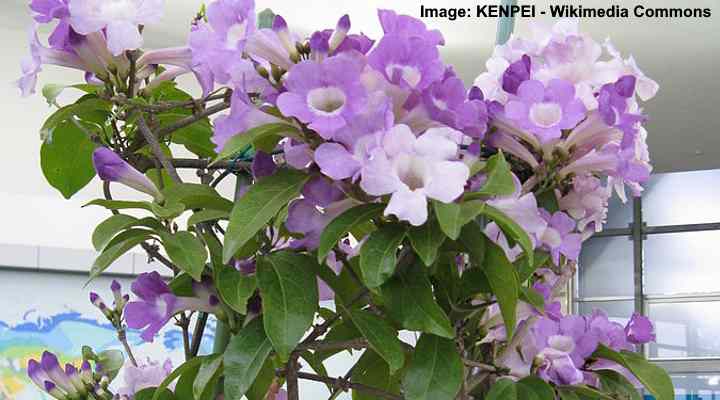 purple flowering vines