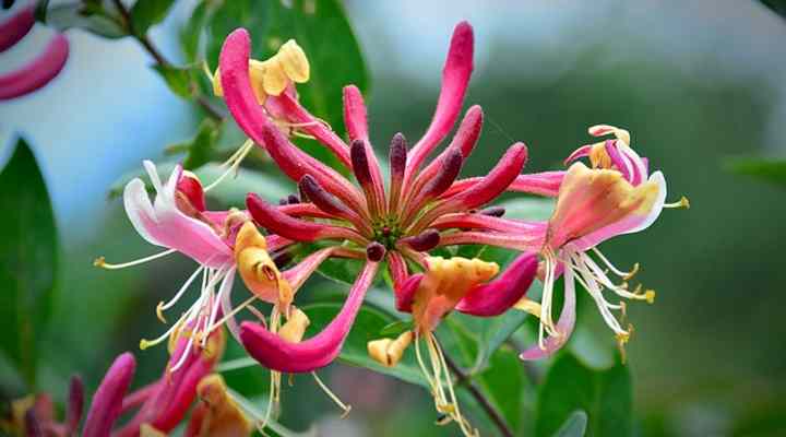 19 Purple Flowering Vines Climbing Vines With Their Picture And Name