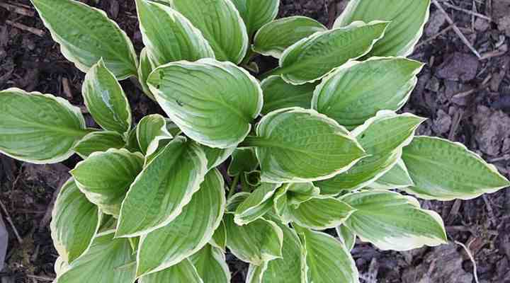 plantain lily (hosta)