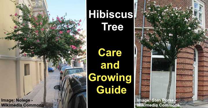 Hibiscus Tree Care And Growing Guide Including Braided Hibiscus