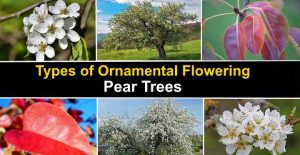 Types of Ornamental Flowering Pear Trees - Fruitless Pear Trees (Pictures)