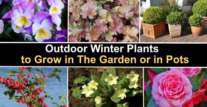 Winter Flowering Plants, Winter Landscaping