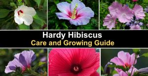 Hardy Hibiscus: Care And Growing Guide