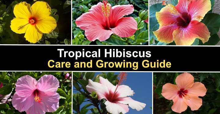 20 Red Purple Orange Hibiscus Seeds Flower Tropical Garden Hardy Perennial 2-275 