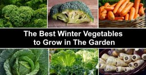 Top 17 Winter Vegetables to Grow in The Garden (With Pictures)
