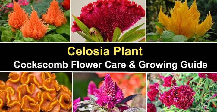 Celosia Flower Cockscomb Flower Care Celosia Plant Growing Guide