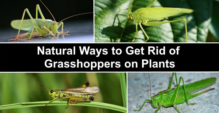 How to Get Rid of Grasshoppers: 11 Ways to Kill Grasshoppers on Plants