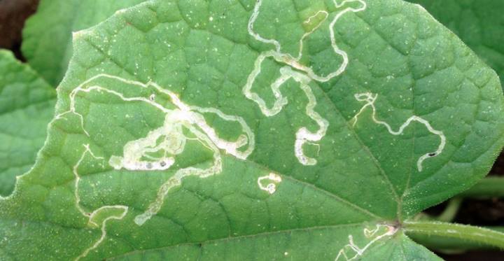 how to get rid of leaf miners on autumn sage plant