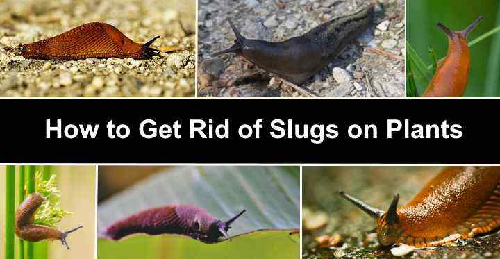 how to get rid of slugs on autumn sage plant