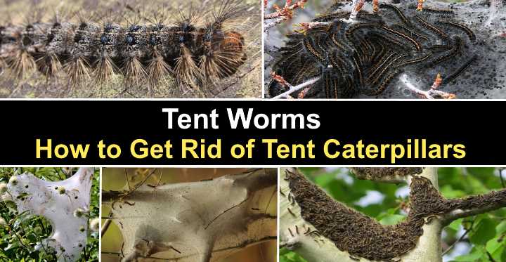 Tent Worms How To Get Rid Of Tent Caterpillars