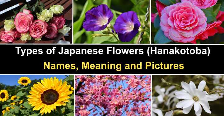 Types of Japanese Flowers (Hanakotoba) - Names, Meaning and Pictures