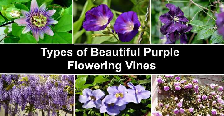 purple flowering vines