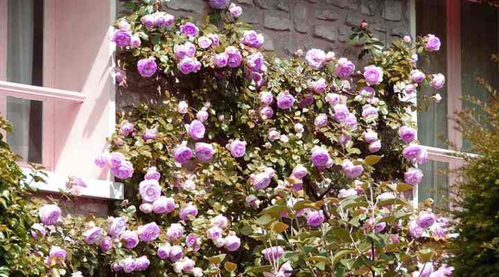 20+ Purple Flower Vine Plant